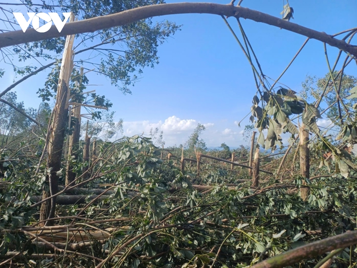 Đắk Lắk bắt tay khôi phục hàng ngàn héc ta cây trồng sau bão số 13